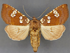 Papaipema amianthii