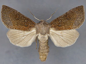 Papaipema beeriana
