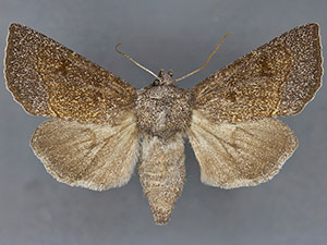 Papaipema beeriana