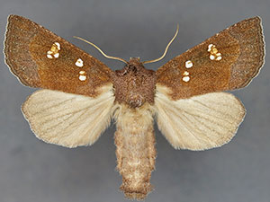 Papaipema beeriana