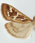 Diastictis albovittalis