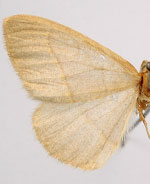 Lambdina laeta