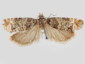 Barbara colfaxiana
