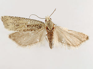 Eucosma granulatana