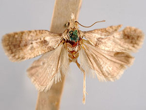 Phtheochroa cartwrightana