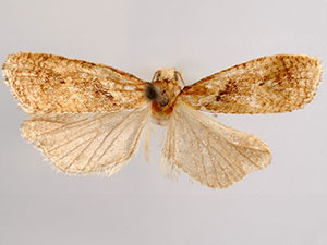 Phtheochroa cartwrightana