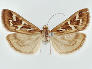 Diastictis albovittalis