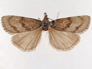 Pediasia browerellus