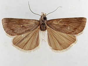 Pediasia browerellus