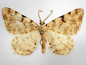 Speranza denticulodes