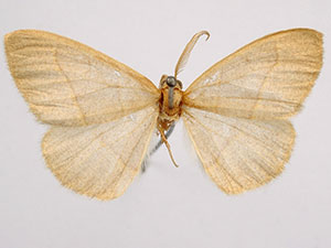 Lambdina laeta
