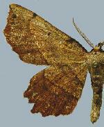 Euchlaena muzaria
