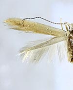 Coleophora comptoniella