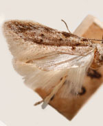 Pseudotelphusa fuscopunctella