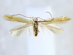 Coleophora comptoniella