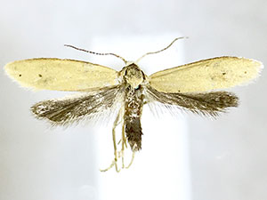 Aethes sp.