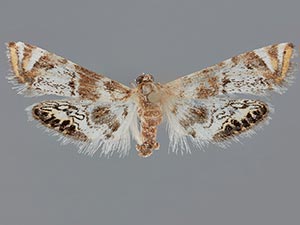 Petrophila anna