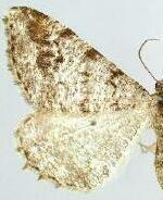 Macaria unipunctaria