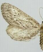 Glaucina agnesae