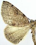 Drepanulatrix hulstii