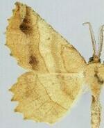 Euchlaena mollisaria