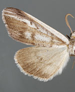 Ceratonyx arizonensis