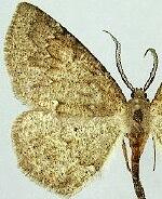Somatolophia haydenata