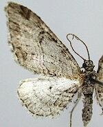 Eupithecia zelmira