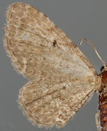 Eupithecia cocoata