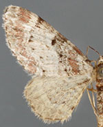 Eupithecia columbrata