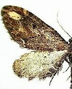 Eupithecia subapicata