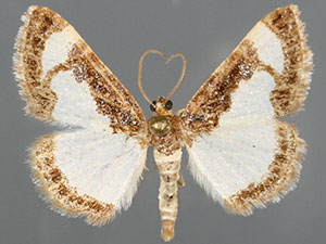 Heliomata scintillata