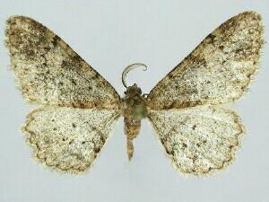Parapheromia lichenaria
