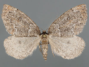 Spodolepis danbyi