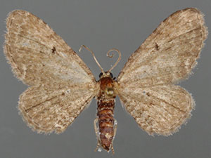 Eupithecia cocoata