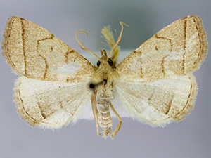 Zanclognatha cruralis