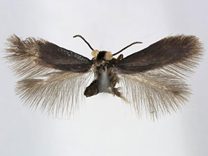 Stigmella ulmivora