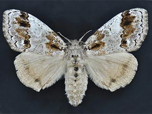 Dasychira leucophaea