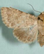 Scotogramma megaera
