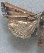 Hypotrix ferricola