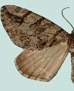 Ersephila grandipennis