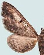 Eupithecia classicata