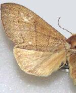 Datana chiriquensis