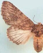 Litodonta alpina