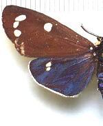 Gnophaela clappiana