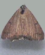 Hemeroplanis punitalis