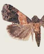 Tripudia balteata