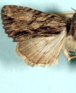 Apamea perpensa