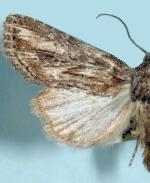 Aseptis monica