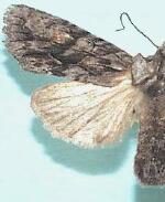 Lithophane nasar